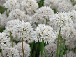 images/productimages/small/n004 amplectens Gracefull 1.jpg